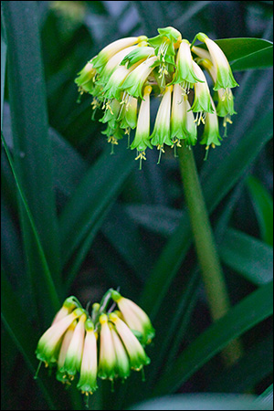 Colorado Clivia plant number 636B.  Clivia gardenii, Gardenii Mix
