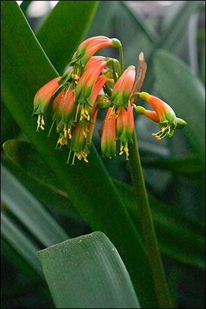 Colorado Clivia plant number 664D.  Clivia gardenii, Orange/Bronze 8