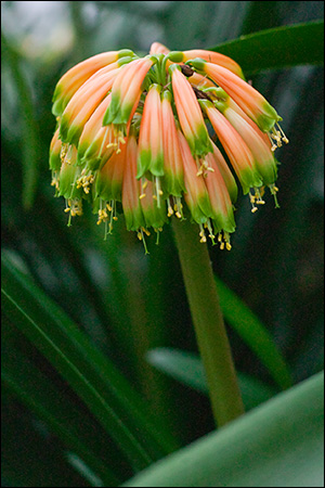 Colorado Clivia plant number 666A.  Clivia gardenii, Orange/Bronze 8