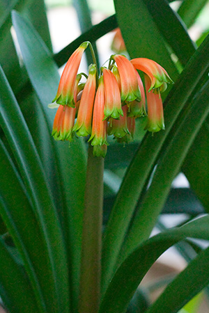 Colorado Clivia plant number 1864C.  Clivia robusta, Dark Orange