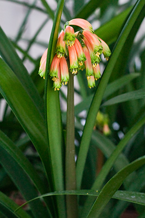 Colorado Clivia plant number 1866D.  Clivia robusta, Dark Orange