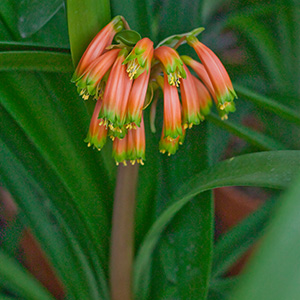 Colorado Clivia plant number 1868C.  Clivia robusta, Dark Orange