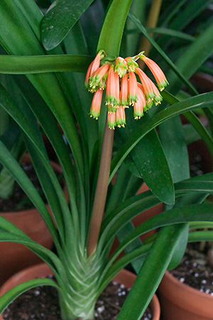 Colorado Clivia plant number 1868D.  Clivia robusta, Dark Orange