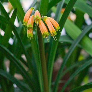 Colorado Clivia plant number 1895A.  Clivia gardenii, Ndwedwe BP Bush Pastel