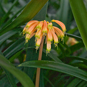Colorado Clivia plant number 1939A.  Clivia gardenii, Ndwedwe BP Bush