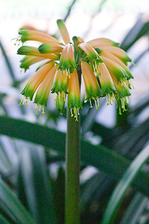 Colorado Clivia plant number 1954C.  Clivia gardenii, Midlands Fiesta