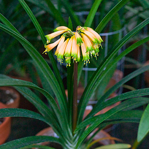 Colorado Clivia plant number 2292C.  Clivia gardenii, Ndwedwe Super Gardenii