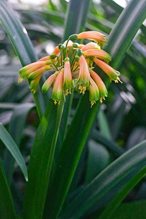 Colorado Clivia plant number 634A.  Clivia gardenii, Gardenii Mix