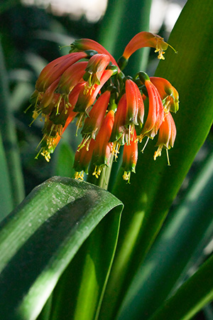 Colorado Clivia plant number 664G.  Clivia gardenii, Orange/Bronze 8
