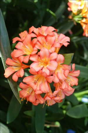 Colorado Clivia plant number 564F.  Clivia miniata, Ansie Pink No. 1 x Wittig Pink