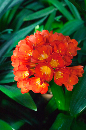 Clivia miniata, BC Red x TO Red