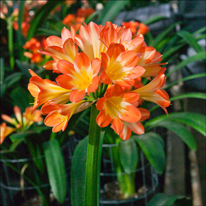 Colorado Clivia plant number 727B.  Clivia miniata, Kruger F1 Pinky Pastel