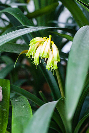 Colorado Clivia's plant number 1931A.  Clivia gardenii, Inanda Bush