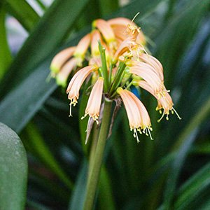 Colorado Clivia's plant number 1939A.  Clivia gardenii, Ndwedwe BP Bush (front)