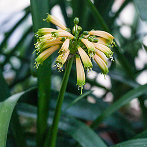 Colorado Clivia's plant number 1954A.  Clivia gardenii, Midlands Fiesta