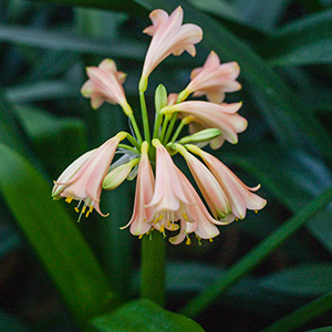 Colorado Clivia's plant number 2227.  Clivia interspecific, Pink MM x Pink Elegance