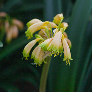 Colorado Clivia's plant number 625B.  Clivia gardenii, Pink 13