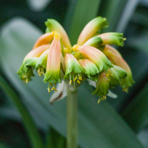 Colorado Clivia's plant number 638B.  Clivia gardenii, Mix