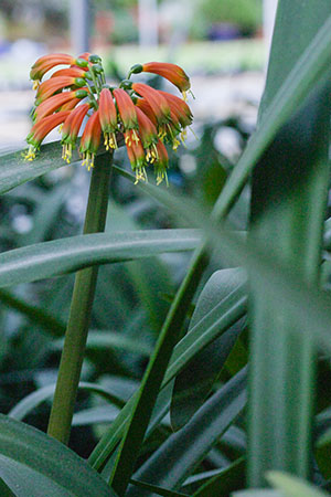 Colorado Clivia's plant number 664E.  Clivia gardenii, Orange/Bronze 8