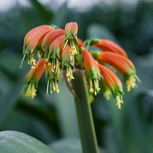 Colorado Clivia's plant number 664F.  Clivia gardenii, Orange/Bronze 8