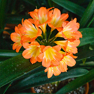 Colorado Clivia's plant number 1084A.  Clivia miniata, U La La x Eesh