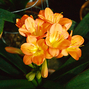 Colorado Clivia's plant number 1905A.  Clivia miniata, Orbi Gorge Apricot x Cheryl's Apricot