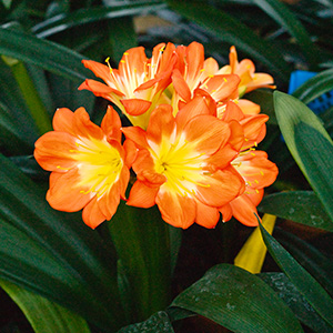 Colorado Clivia's plant number 1912C.  Clivia miniata, Multi-petal x Multi-petal