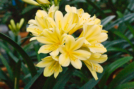 Colorado Clivia's plant number 1972D.  Clivia Interspecific, (TK Yellow x Hirao) x Charl's Green