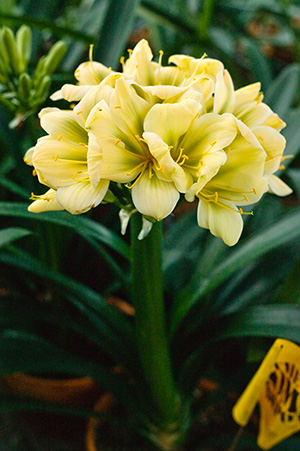 Colorado Clivia's plant number 1975C.  Clivia miniata, (TK Yellow x Hirao) x Hirao Green Flower