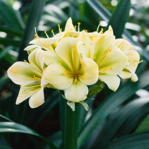 Colorado Clivia's plant number 1975D.  Clivia miniata, (TK Yellow x Hirao) x Hirao Green Flower