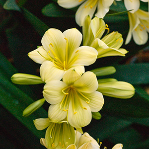 Colorado Clivia's plant number 1976D.  Clivia miniata, (TK Yellow x Hirao) x Hirao Green Flower
