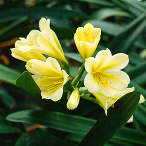Colorado Clivia's plant number 1995D.  Clivia miniata, (TK Yellow x Hirao) x Hirao Green Flower