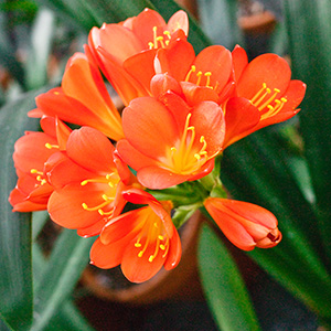 Colorado Clivia's plant number 2009A.  Clivia miniata, Conway's Red x T. Barnes Best Red