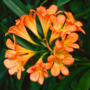 Colorado Clivia's plant number 2348A.  Clivia miniata, (Ansie Pink x Wittig Pink) x sibling