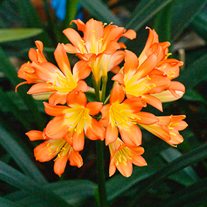 Colorado Clivia's plant number 2350A.  Clivia miniata, (Ansie Pink x Wittig Pink) x sibling