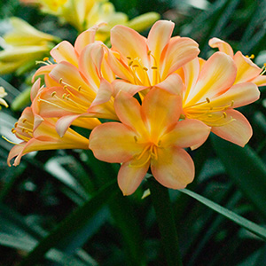 Colorado Clivia's plant number 2351A.  Clivia miniata, (Ansie Pink x Wittig Pink) x sibling