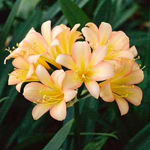 Colorado Clivia's plant number 2351C.  Clivia miniata, (Ansie Pink x Wittig Pink) x sibling