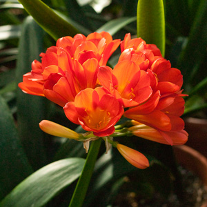 Colorado Clivia's plant number 65F.  Clivia miniata, BC Red x TO Red