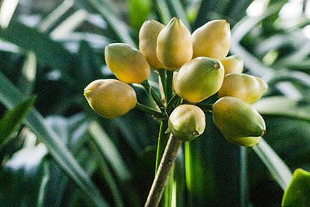 Colorado Clivia's plant number 1116B.  Clivia miniata, Secret Mission x Vico Gold F1 Fruit