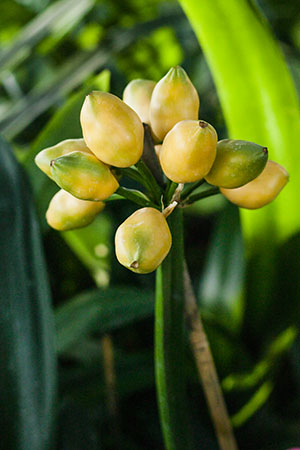 Colorado Clivia's plant number 1116C.  Clivia miniata, Secret Mission x Vico Gold F1 Fruit