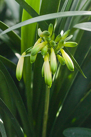 Colorado Clivia's plant number 1253A.  Clivia gardenii, Green Glade x Green Garnet