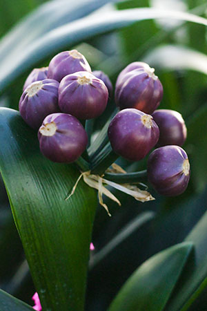 Colorado Clivia's plant number 1886A.  Clivia miniata, Multi-Petal x Sibling Fruit