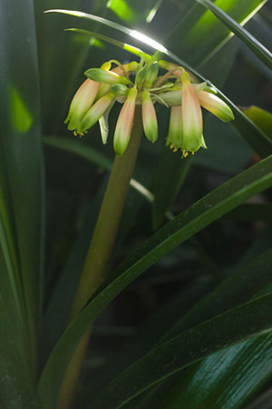 Colorado Clivia's plant number 1892A.  Clivia robusta, Maxima