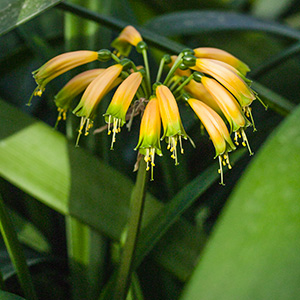 Colorado Clivia's plant number 1896D.  Clivia gardenii, Ndwedwe BP Bush Pastel