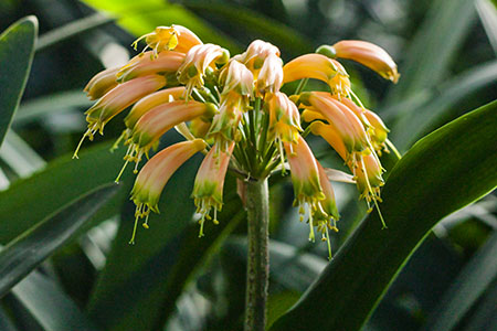 Colorado Clivia's plant number 1939B.  Clivia gardenii, BP Bush