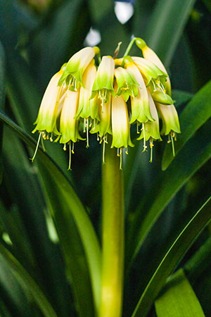 Colorado Clivia's plant number 1951A.  Clivia gardenii, Inanda Bush