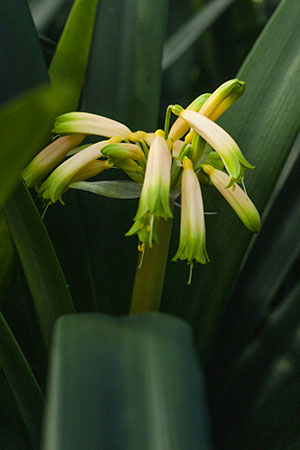 Colorado Clivia's plant number 1952B.  Clivia gardenii, Midlands Fiesta