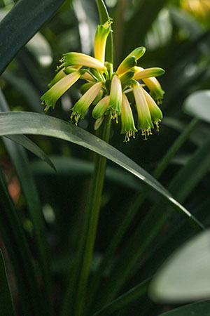 Colorado Clivia's plant number 1953A.  Clivia gardenii, Midlands Fiesta