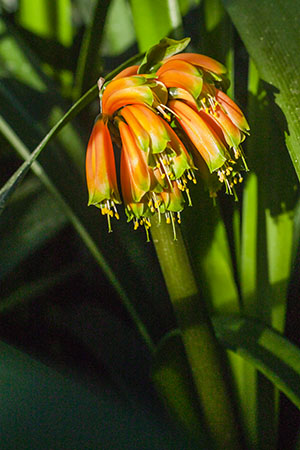 Colorado Clivia's plant number 1955A.  Clivia robusta, Maxima