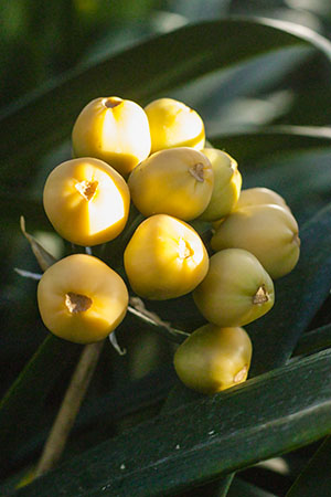 Colorado Clivia's plant number 1995C.  Clivia miniata, (TK Yellow x Hirao) x Hirao Greeen Flower Fruit